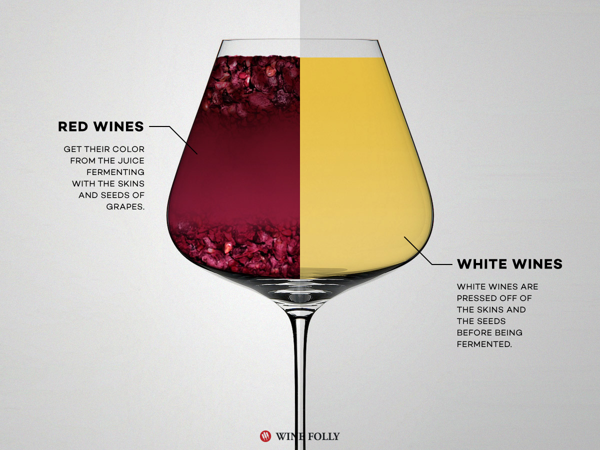 02 red wine vs white wine fermenting